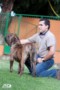 Matriz - Fila Brasileiro Tigrado - Canil Singular - Safira